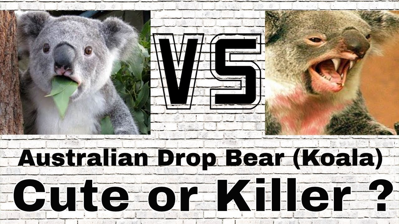 Drop Bears in Australia ? Cute or Scary ? You Decide ! Koala Australia -  YouTube