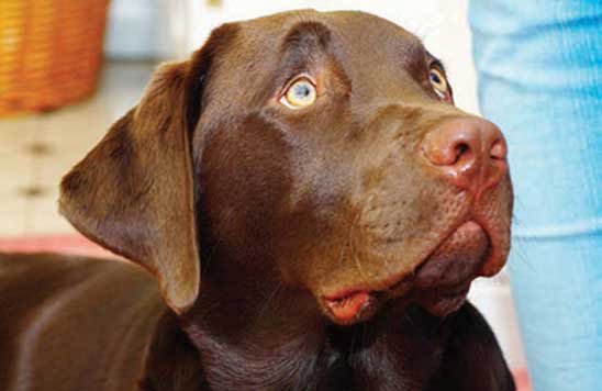 scared_dog.jpg