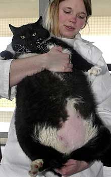 main_fatcat.jpg