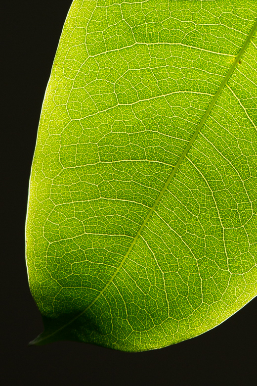 backlit_leaf.jpg