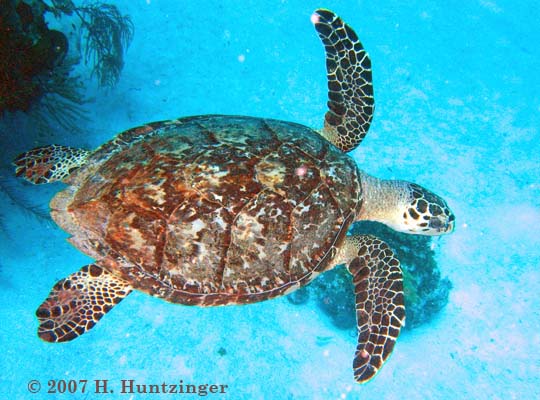 hawksbill_cayman_brac.jpg