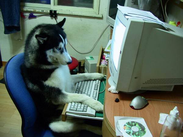 meirlsrslyimadog.jpg