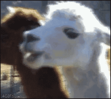 1344302167683.gif