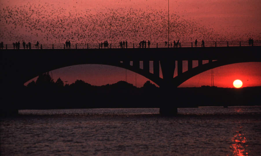 bats2.jpg