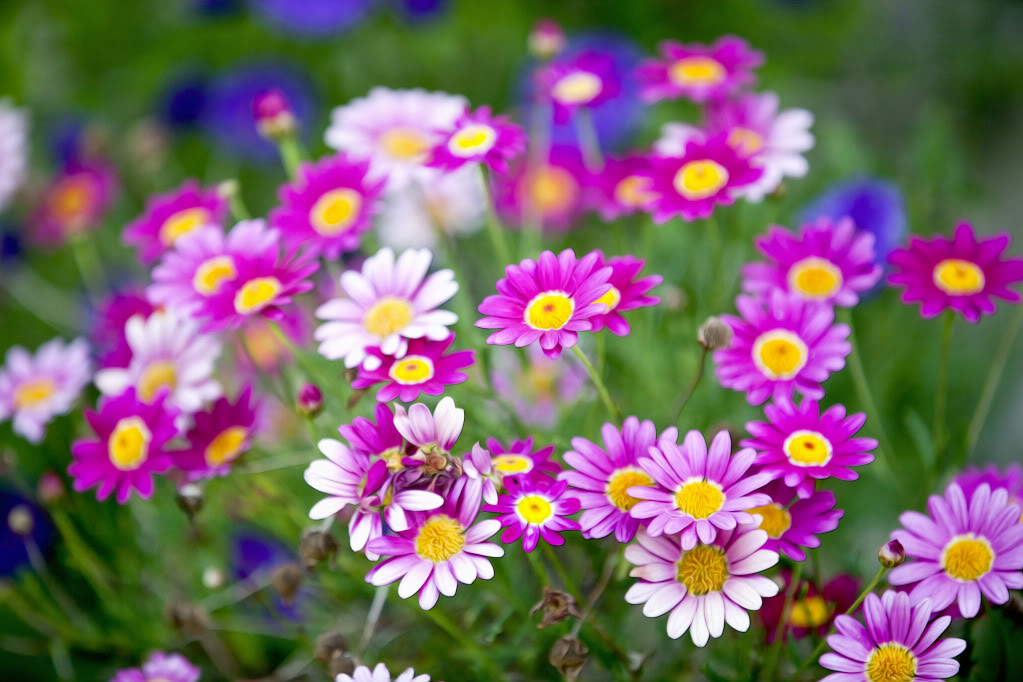 Flowers019.jpg