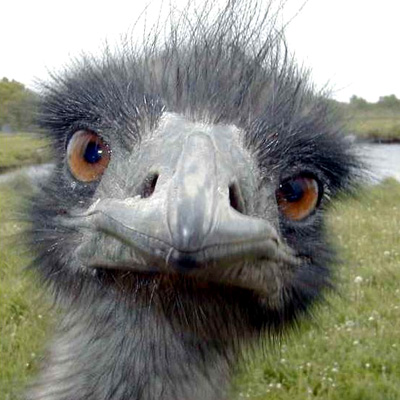 xtremebird.jpg