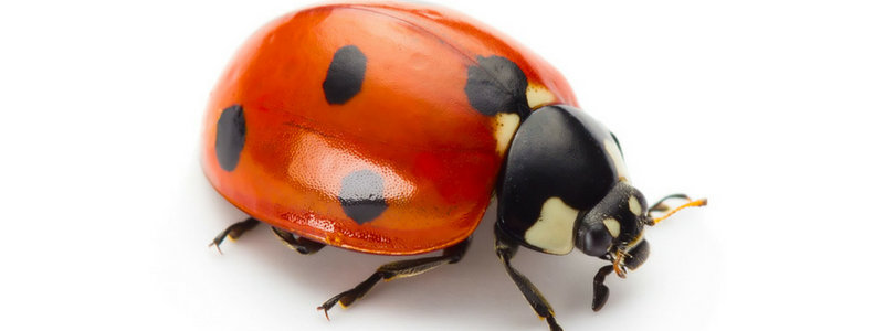 Lady-bug-Breda.png