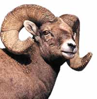 ram.jpeg