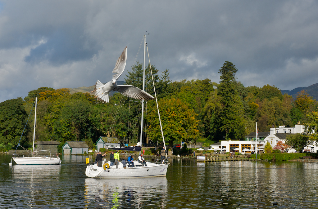 gull2.jpg