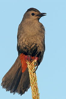 220px-Grey_Catbird.jpg