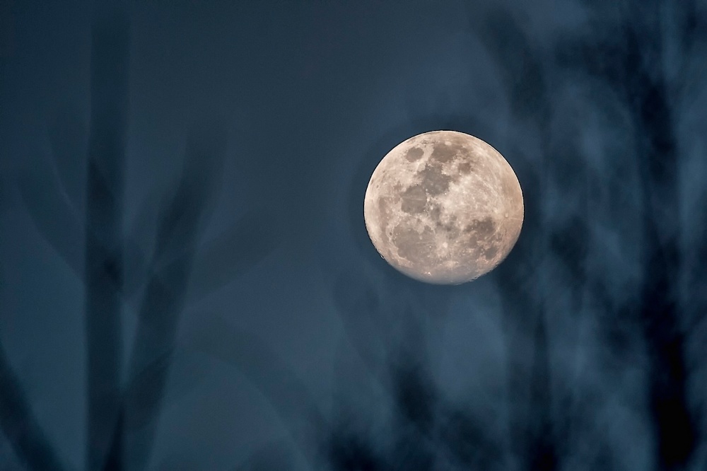 moontrees.jpg