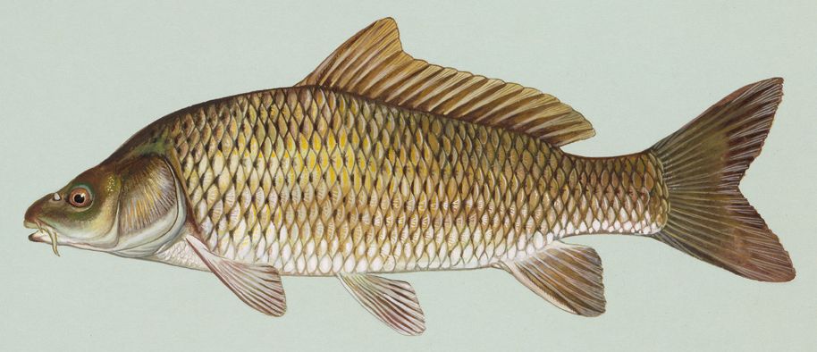 Common_carp.jpg