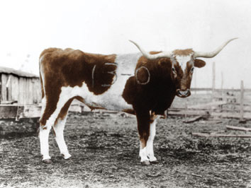 brandedbevo_slide.jpg