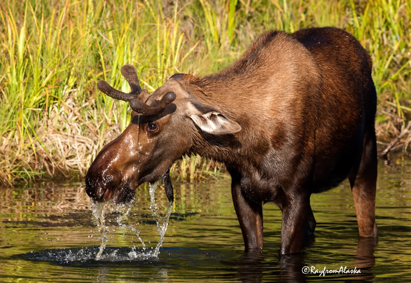 Moose_3464.jpg