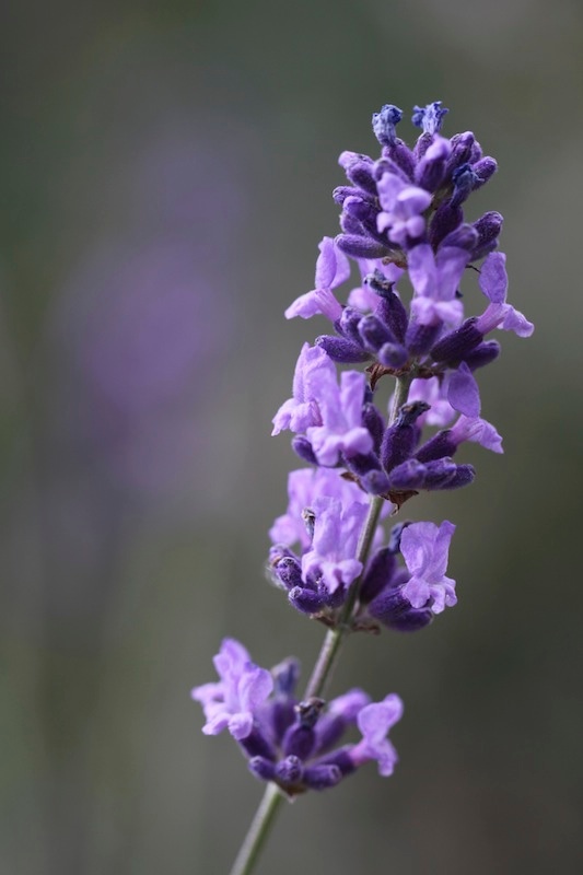 lavenderz.jpg