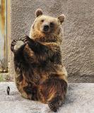 bear-yoga62.jpg