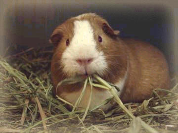 BuddywithHay.jpg