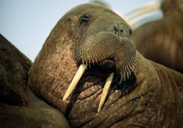 walrus_747_600x450.jpg