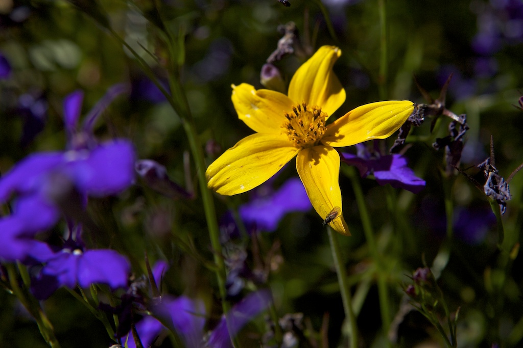 yellowpurplebasket005.jpg