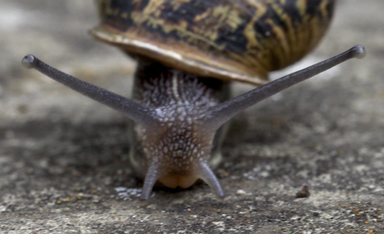 snail2.jpg