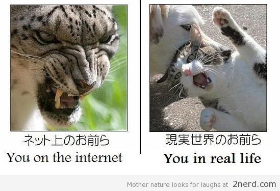 Internet-vs-Reality-Level-Cats.jpg