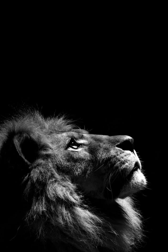 lion.jpg