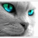cat-avatar-75x75_v2.gif