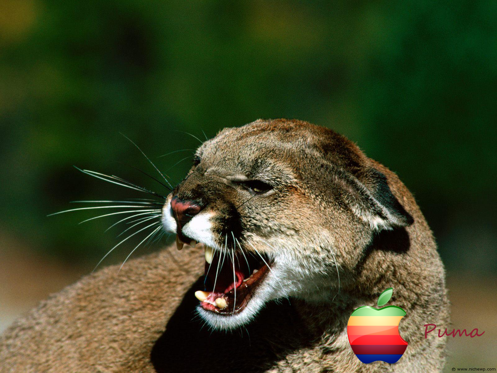 Mac-OS-X-Puma-1.png