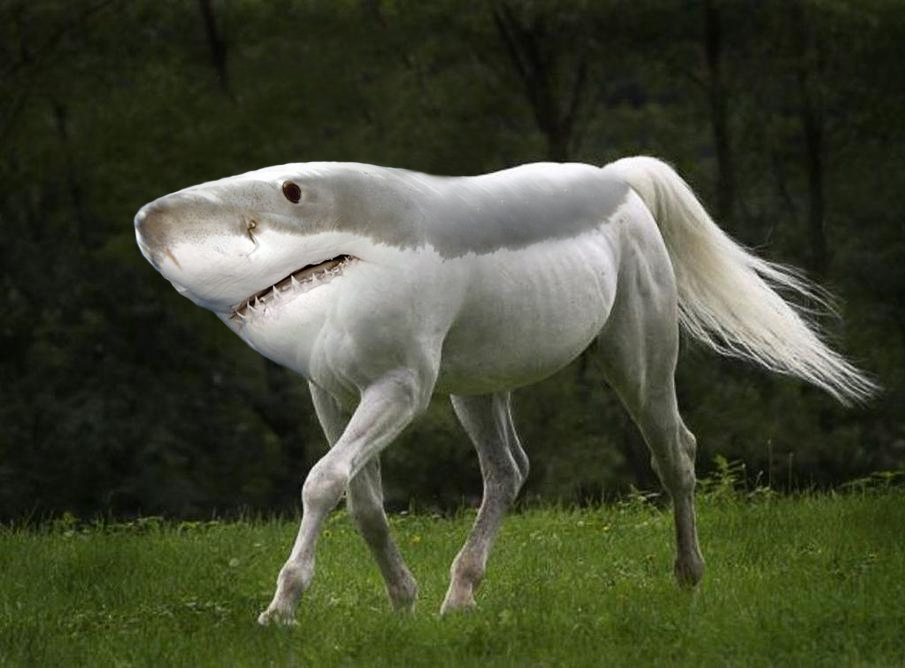 shark-horse.jpg