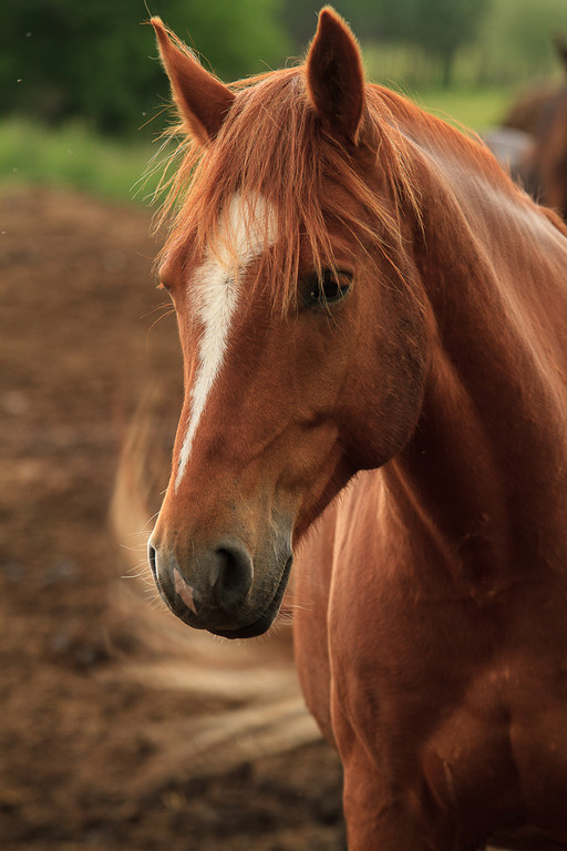 3-juin-Chevaux-1404-XL.jpg