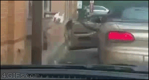 tumblr_inline_o8bp9qj4DY1raprkq_400.gif
