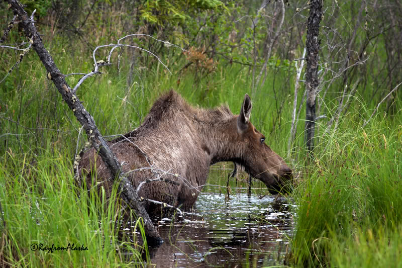 Moose_2760.jpg