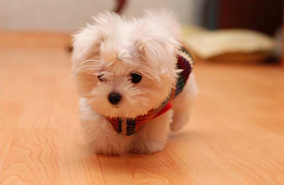 my-Adorable-Puppies-l.jpg