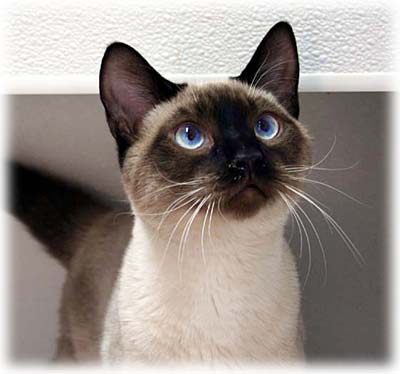 Siamese-cat.jpg