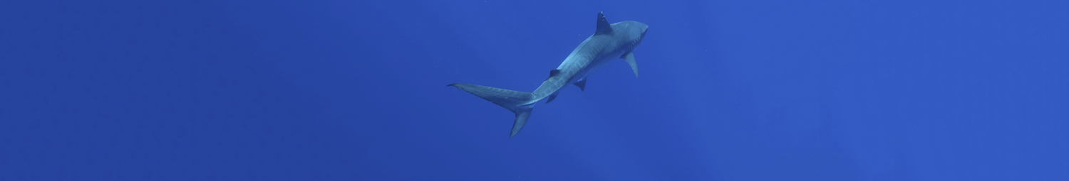 www.pacioos.hawaii.edu