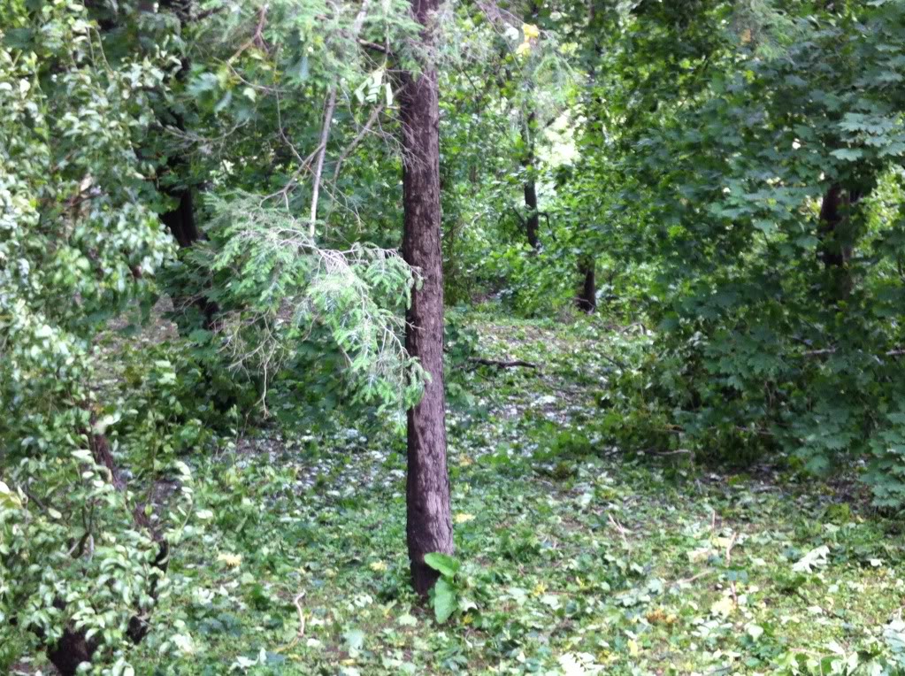 backyard2.jpg