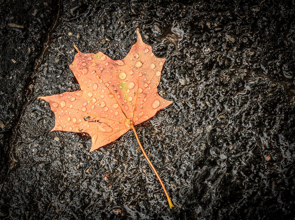 Septembre-2012-7799-XL.jpg