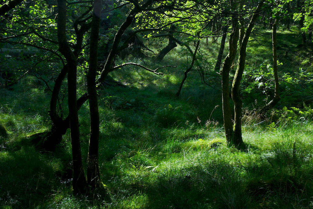 woodsagain.jpg