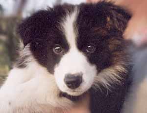 merry-as-a-puppy.jpg