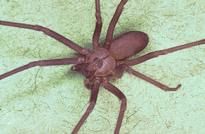 brown-recluse-spider.jpg