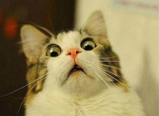 funny-gasp-meme-cat-1.jpg