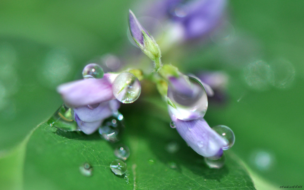 sh_purple_1-XL.jpg