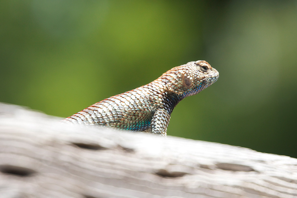 RadiantLizard.jpg