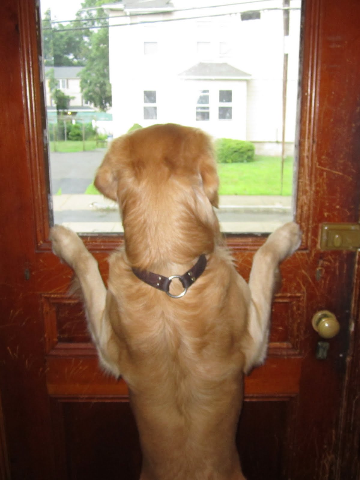 dog-waiting-at-door.jpg