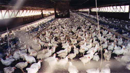 chickens.jpeg