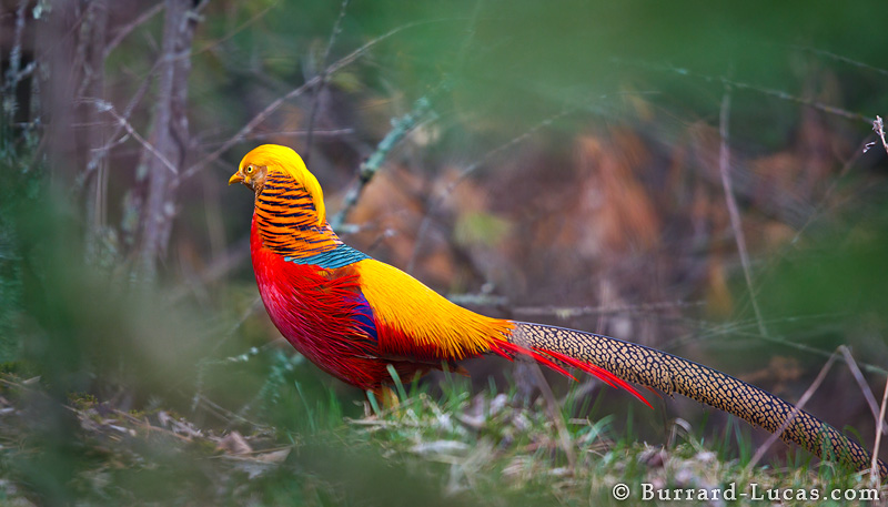 golden_pheasant.jpg
