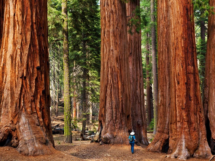 Giant-Sequoia-Trees.jpg