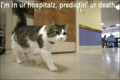 LolCatOfDeath.jpg