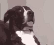 pup-puppy.gif