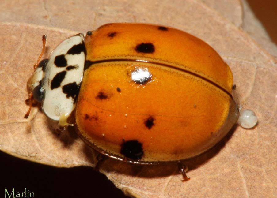 Harmonia_axyridis_08.jpg